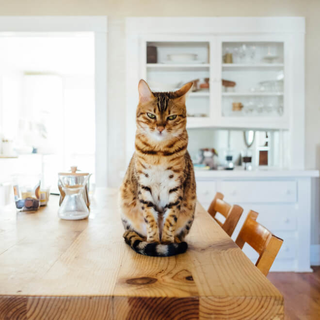 A Bengal cat sitting on a wooden kitchen table in a well-lit room of one of the new homes in Mansfield, TX.