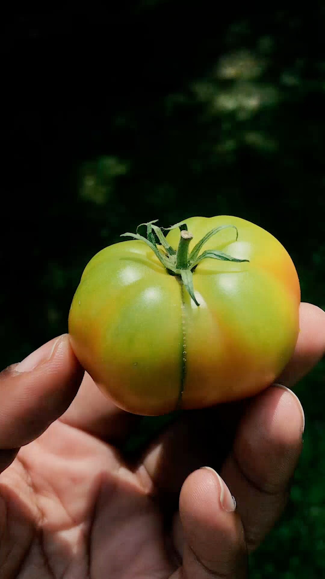 A hand holding a partially ripened tomato against a dark background in the garden of new homes in Goodland TX.