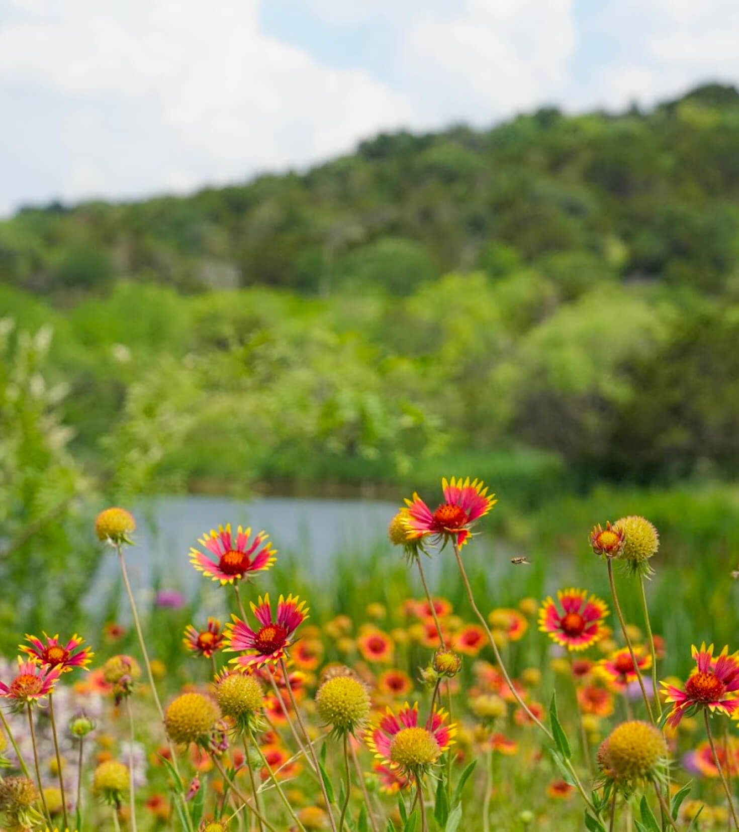 Vibrant wildflowers blooming by a tranquil lakeside with lush greenery in the background of new home communities in Mansfield TX.