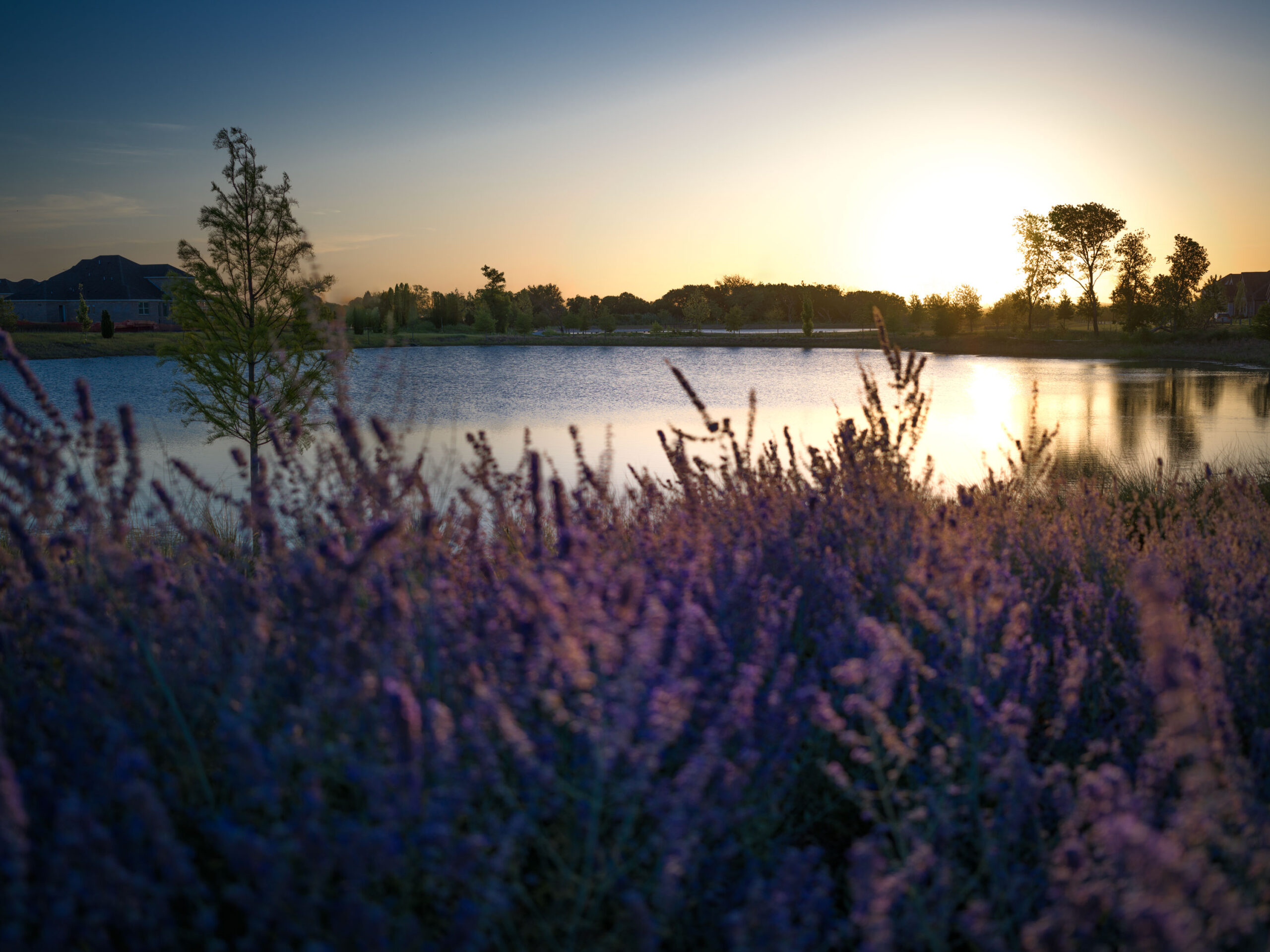 Lavender bushes in the foreground by a lake at sunset, with trees and houses visible in the background under a clear sky.